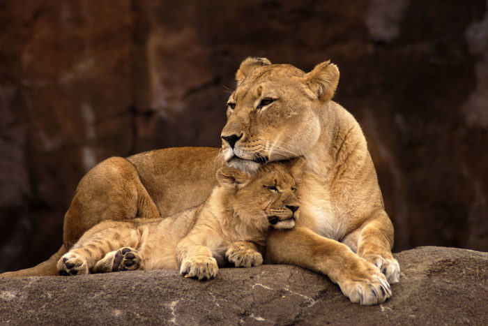 Ausflugsziele - Zoo & Tierpark